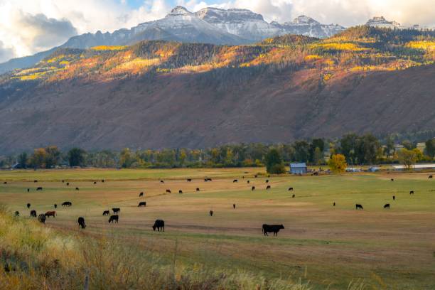 istock Cattle grazing in a scenic autumn field. 2195809661