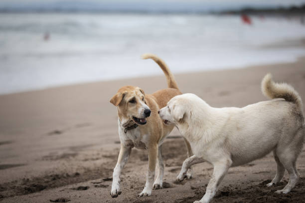 Two dogs are playing on sands at Canggu beach.Bali Island.