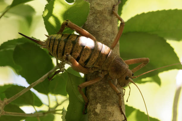 An endemic insect survives on an Island near Auckland