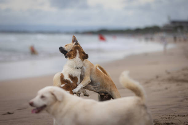 Three dogs are playing on sands at Canggu beach.Bali Island.