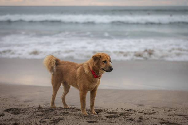 Stray dog is walking on the beach.Canggu beach - Bali Island.