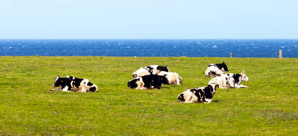 Beautiful Holstein cows sitting on  sunny meadow , atlantic ocean in the background. A Mariña, Lugo province, Galicia, Spain.