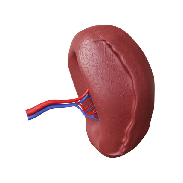 istock Human spleen isolated on white background 2195812213