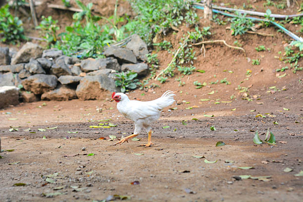istock Free range white chicken leghorn breed in summer garden 2195813145
