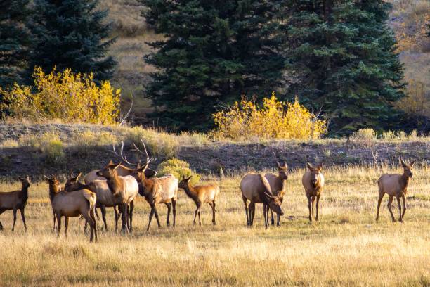 istock Elk herd in a sunlit autumn meadow. 2195814634
