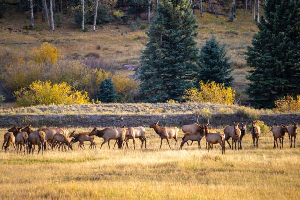 istock Elk grazing in a sunlit meadow with autumn foliage. 2195814657