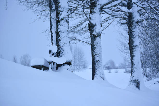 Winter. Snowfall. Beautiful fluffy spruce branch close-up under thick layer of snow. Demonstrating color of 2025 year