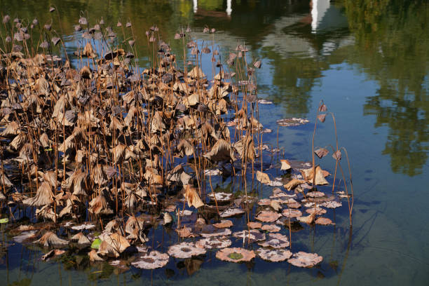 Dried Lotus Reflections in a Tranquil Pond