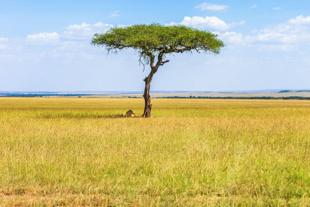 istock Savanna landscape with a single tree and resting lions 2195815293