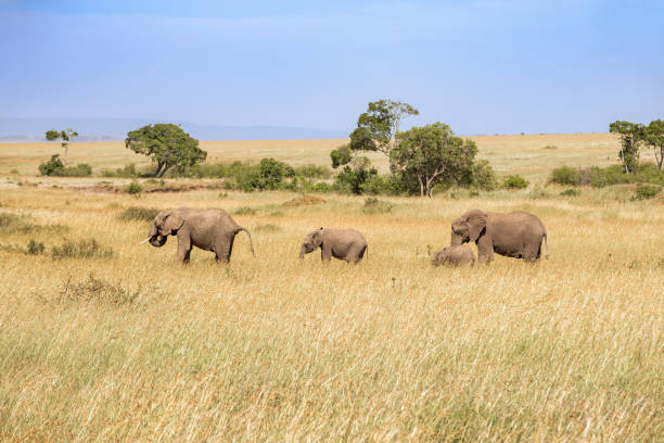 Group with Elephants on the grass savanna in Africa