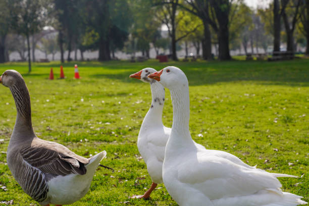 A group of geese on grass in the morning sun.
