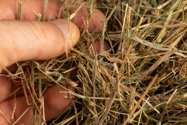 istock a pile of green straw for long-term storage 2195816504