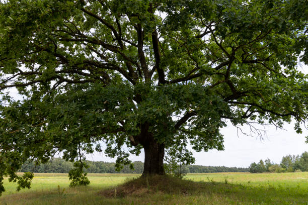 istock a lone oak tree growing in a field with green grass against a cloudy sky 2195816589