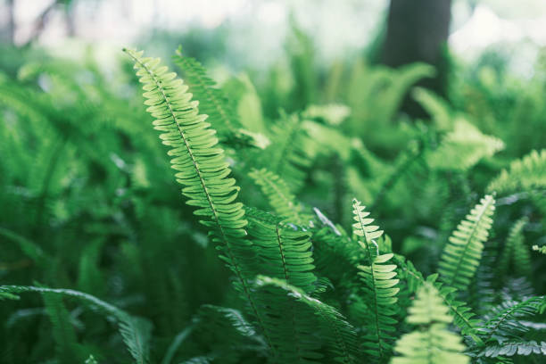 Detail of a green fern in the forest. Fern leaf background