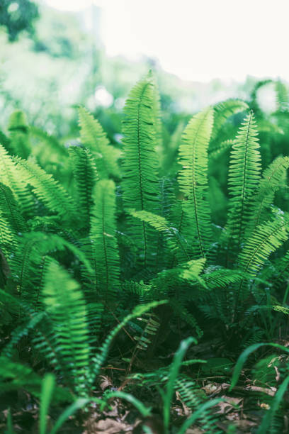 istock Nephrolepis cordifolia 2195817566