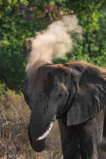 istock African Elephant throwing dust over its head, golden light in Botswana. 2195819657