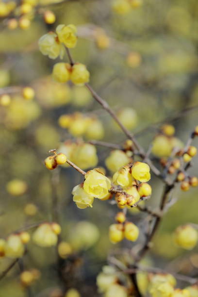 istock Beautifully blooming wintersweet 2195819808