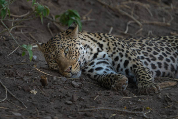 istock Eye level closeup of a leopard's face lying in a riverbed. 2195820000