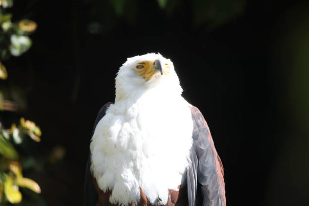 Falconry in Locarno