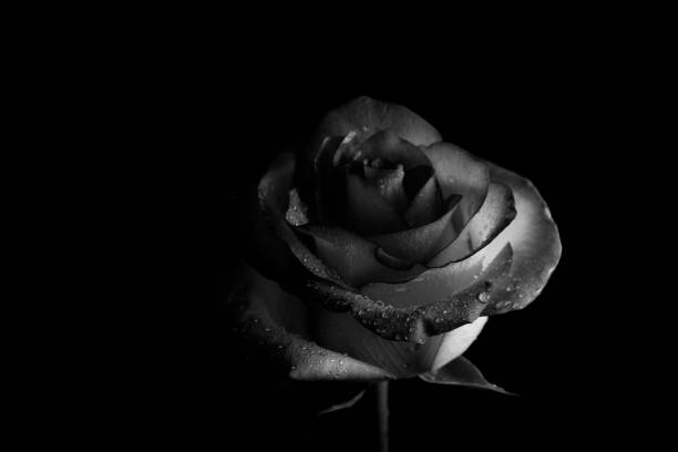 istock Close up dark rose on a black background. Black and white, monochrome. 2195820757