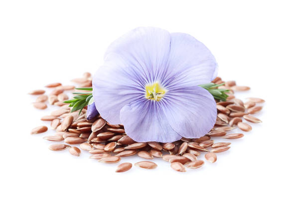 istock Flax flower with seeds in closeup 2195821383