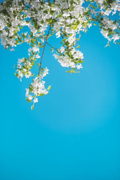 White blossoms gently sway in the breeze under a bright blue sky, signaling the arrival of springtime and fresh blooms. Spring colorful banner, copy space