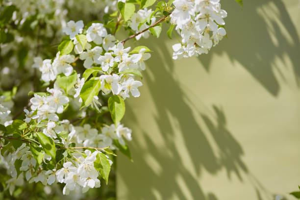 istock Branch with white apple blossoms and green leaves casting shadows on a light green background. Minimalistic nature composition 2195822164
