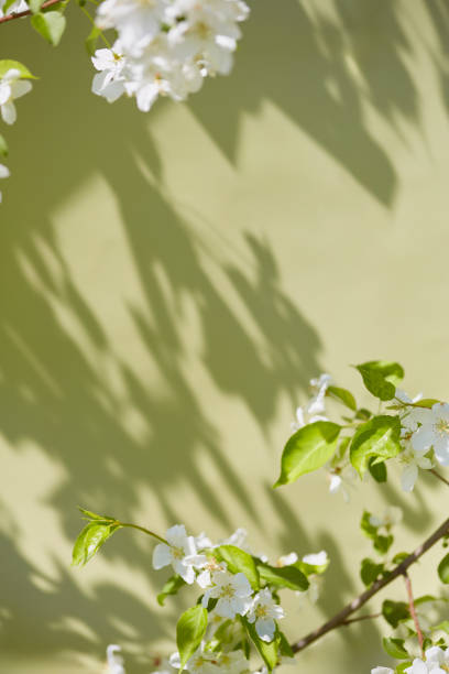 istock Delicate white blossoms against a soft green backdrop in sunlight 2195822196
