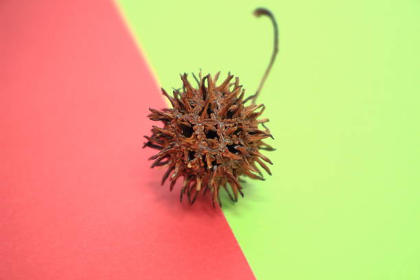 Sweetgum tree in the autumn, close up of a tree