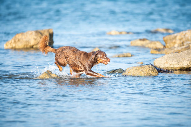 Happy dogs playing on the beach
