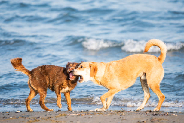 Happy dogs playing on the beach