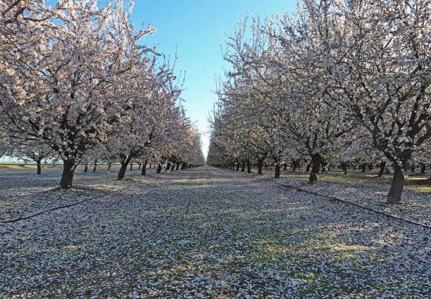 Blooming almond orchard in February, California