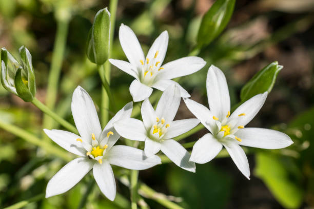 istock white flowers of ornithogalum 2195829210