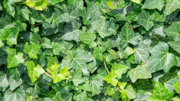 istock green ivy leaves with visible details . background 2195829729