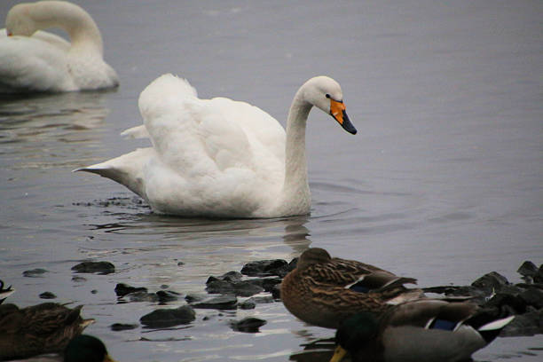 A close up of a Whooper Swan at Martin Mere Nature Reserve