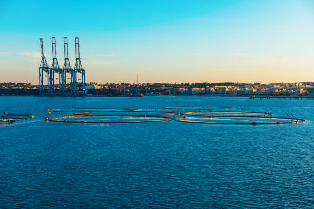 istock Coastal aquaculture farm with circular fish pens on water 2195831286