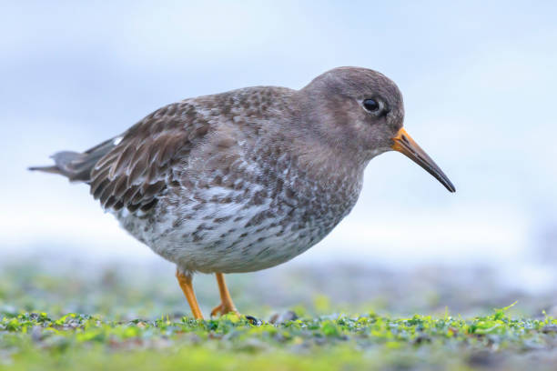 istock Purple sandpiper, calidris maritima, shorebird foraging between rocks 2195832663