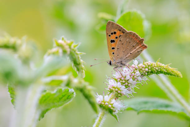 istock Small or common copper butterfly lycaena phlaeas closeup 2195832674