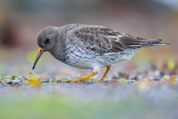 istock Purple sandpiper, calidris maritima, shorebird foraging between rocks 2195832677