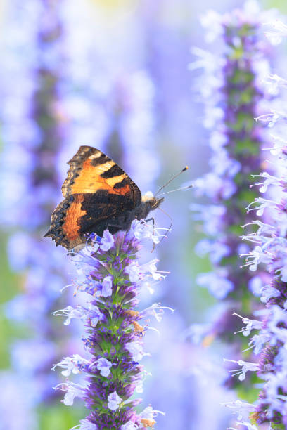 istock Aglais urticae small tortoiseshell butterfly isolated by nature 2195832687