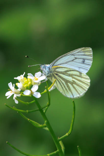 istock Green-veined white butterfly, Pieris napi,  resting in a meadow 2195832689