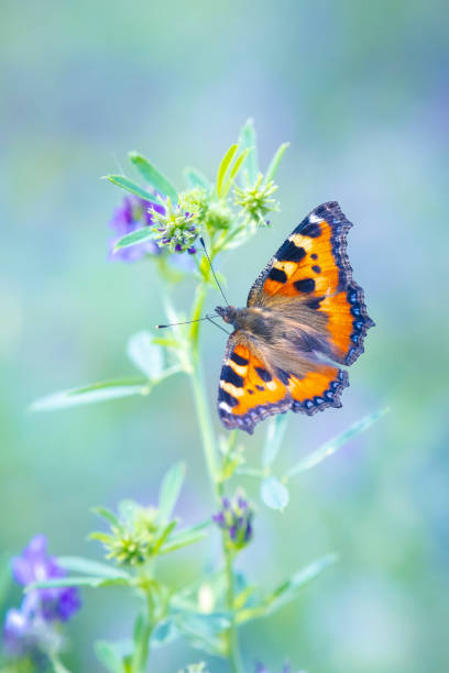 istock Aglais urticae small tortoiseshell butterfly isolated by nature 2195832732