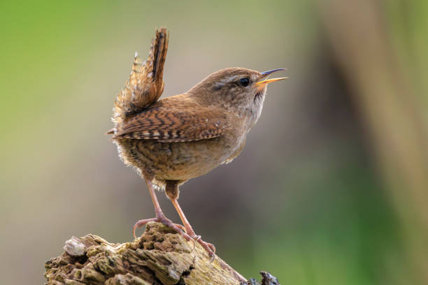 istock Eurasian Wren bird, Troglodytes troglodytes, display, singing and mating during Springtime 2195832746