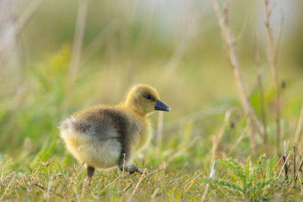 istock Greylag goose chick, Anser anser, in a meadow 2195832753