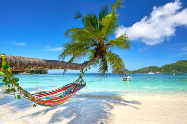 istock stunning palm beach with turquoise sea and colorful hammock 2195832836