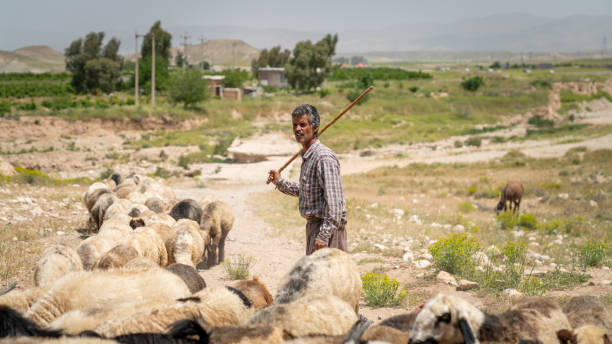 Shiraz, Iran - 5 May 2019: Qashqai Turkish shepherd man with his goats. Qashqai are nomadic people living in temporary villages. Qashqai nomad camp