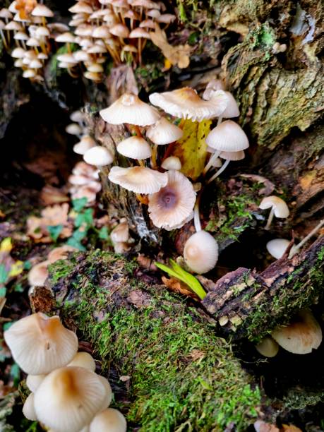 istock Group of Mycena Mushrooms 2195834293