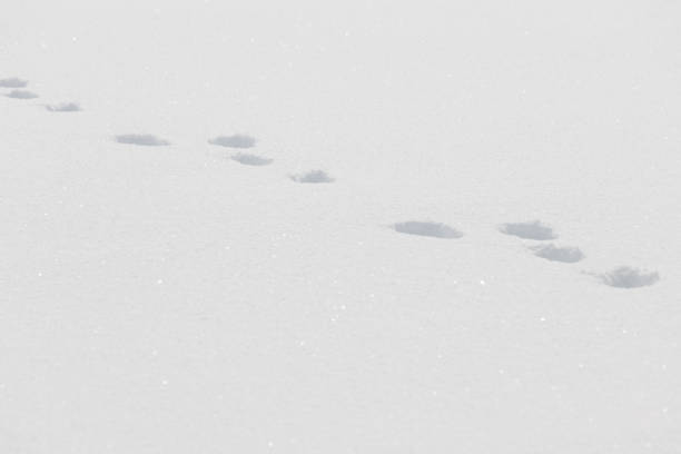 istock Rabbit animal tracks in bright white winter snow surface 2195834535