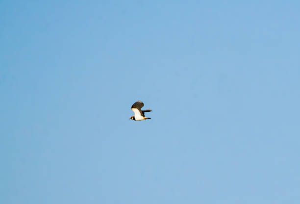 Lapwing flying over Woodwalton Fen nature reserve.