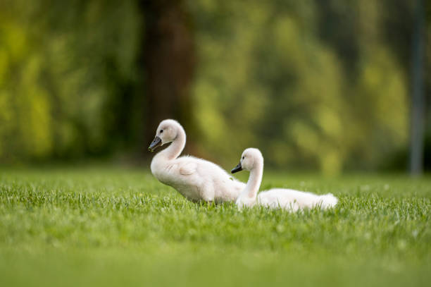 white swan with it's little baby in nature, photo taken on Danube valley in Romania.